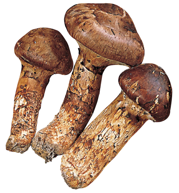 Brighten My Day Lotion Glow Chemistry